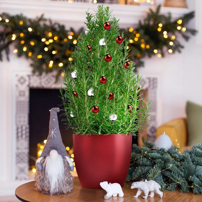 Rosmarin ' Weihnachtsbaum'