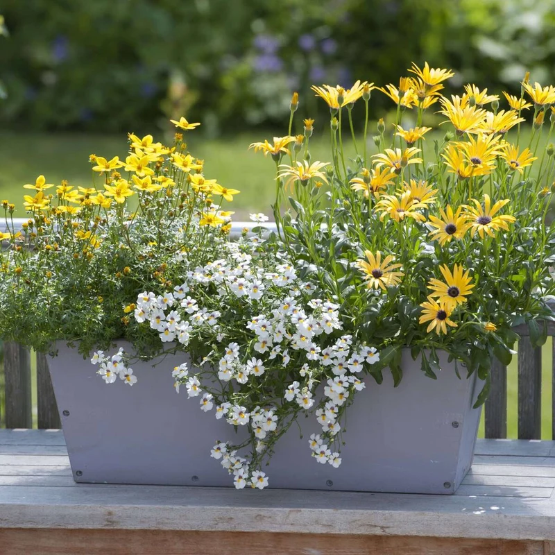 Balkonblumen "Sommerbalkon"