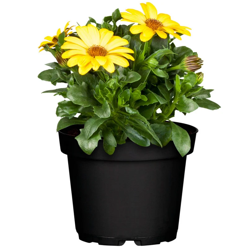 Balkonblumen "Sommerbalkon"