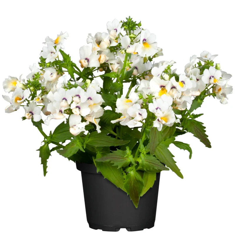 Balkonblumen "Sommerbalkon"
