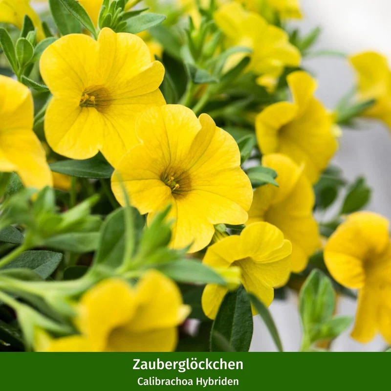 Balkonblumen "Gelbes Sommerbeet"