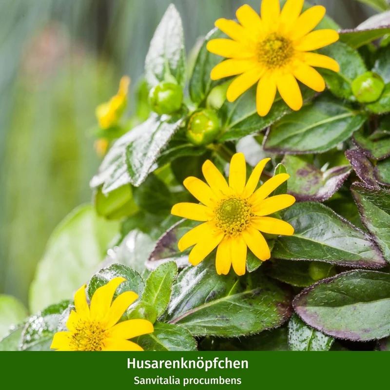 Balkonblumen "Gelbes Sommerbeet"