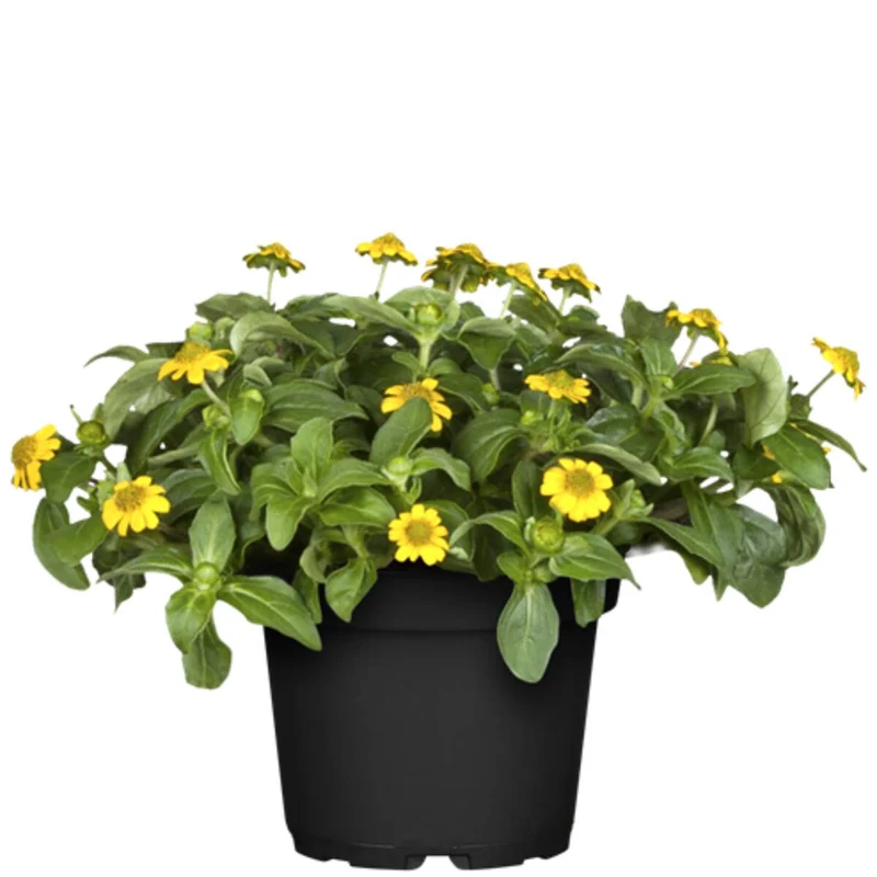 Balkonblumen "Gelbes Sommerbeet"