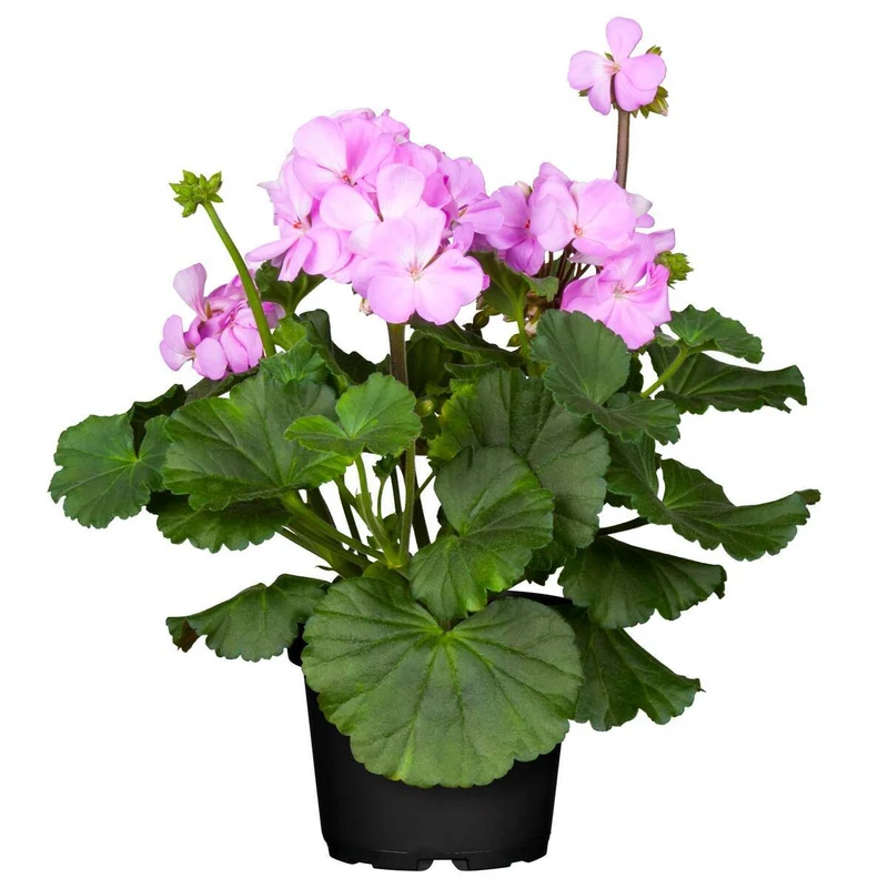Balkonblumen "Rosa Sommer"