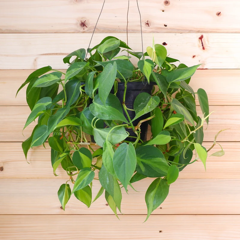 Philodendron scandens