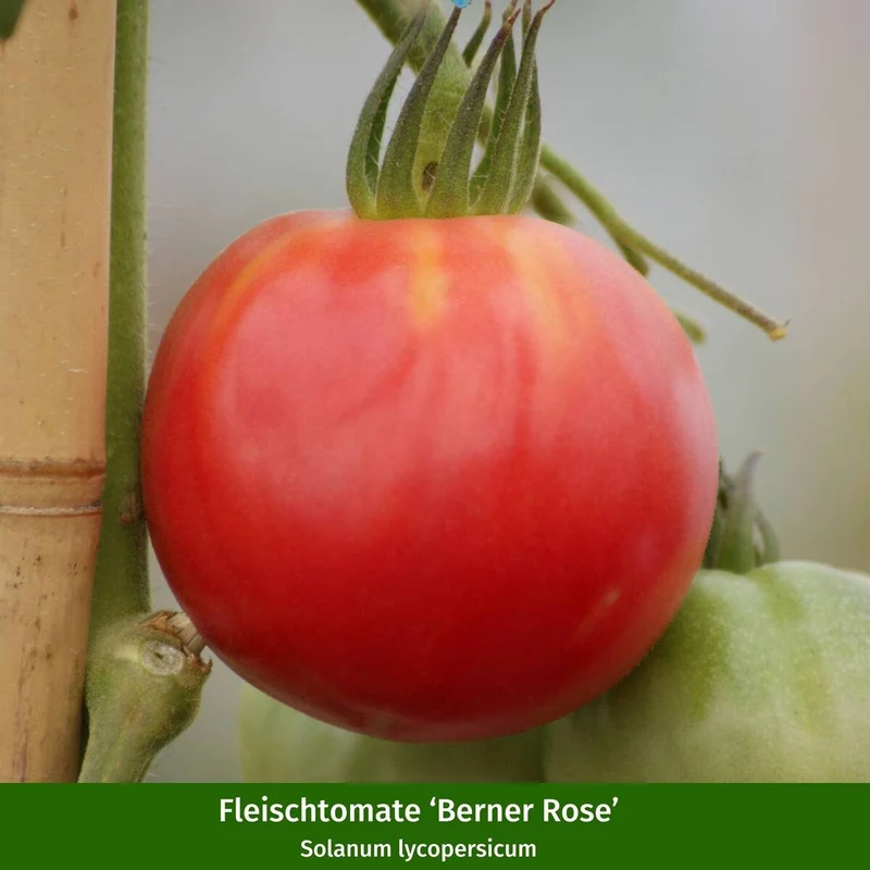 Gemüse-Set "Bunte Tomaten-Mischung"