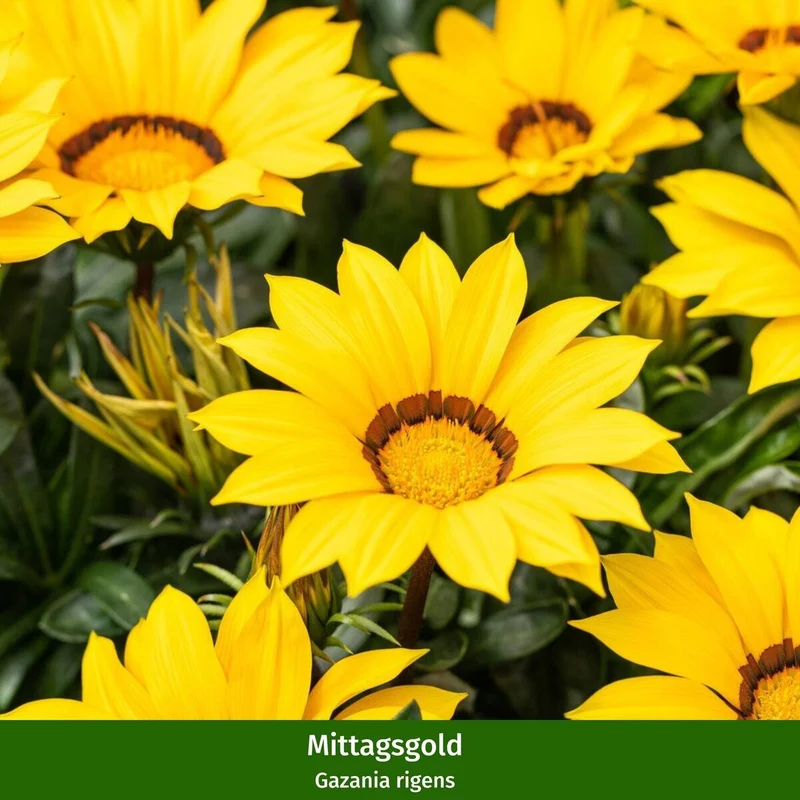 Balkonblumen "Farbexplosion"