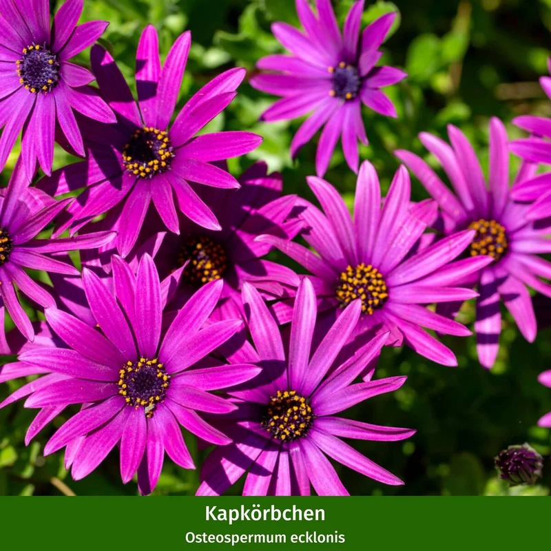 Balkonblumen "Farbexplosion"
