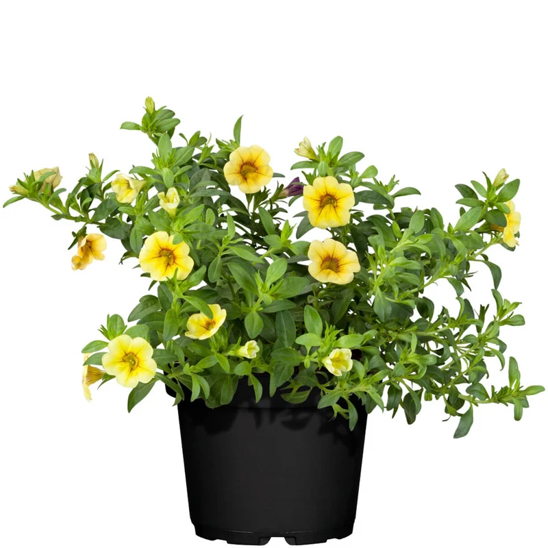 Balkonblumen "Farbexplosion"