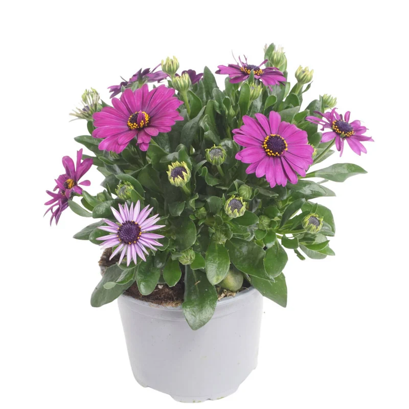 Balkonblumen "Farbexplosion"