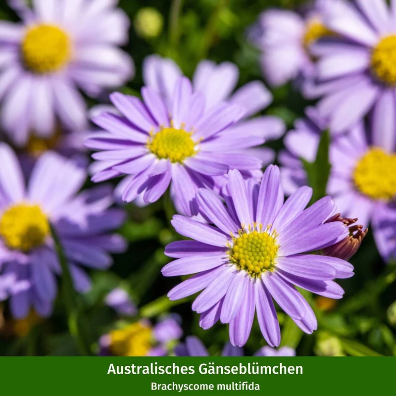 Balkonblumen "Lila & Weiße Blütenträume"