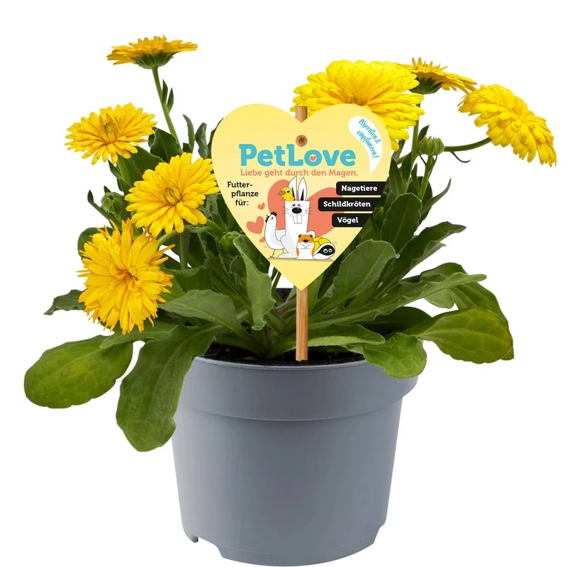 Pflanzen-Set "Schildkröten-Paradies"