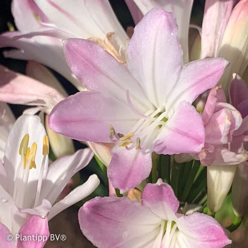 Agapanthus Blush Pink