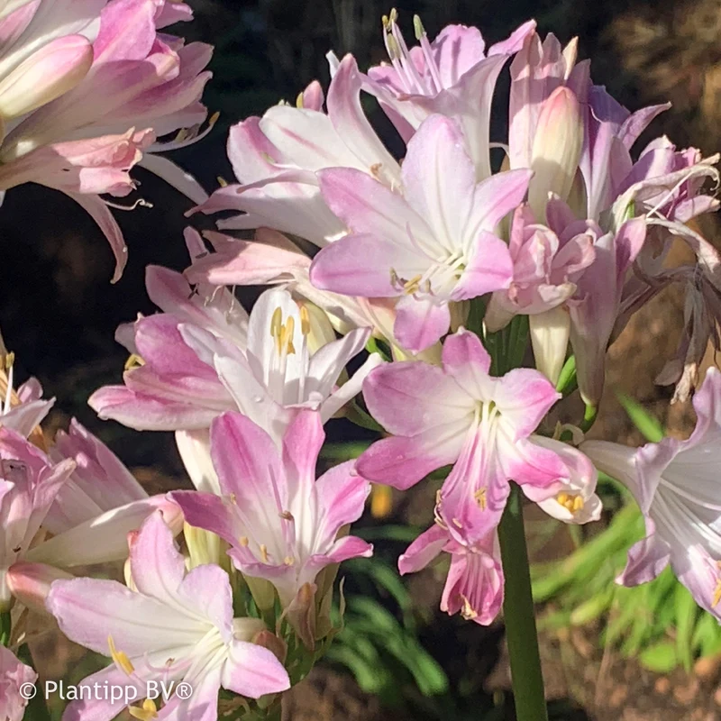 Agapanthus Blush Pink