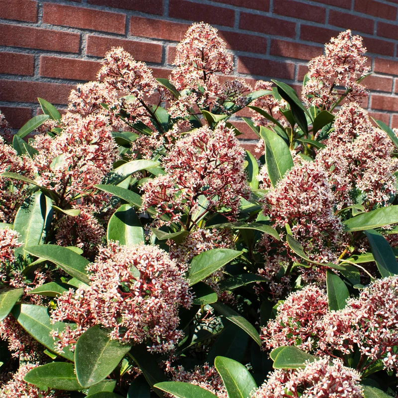 Japanische Skimmia Rubella
