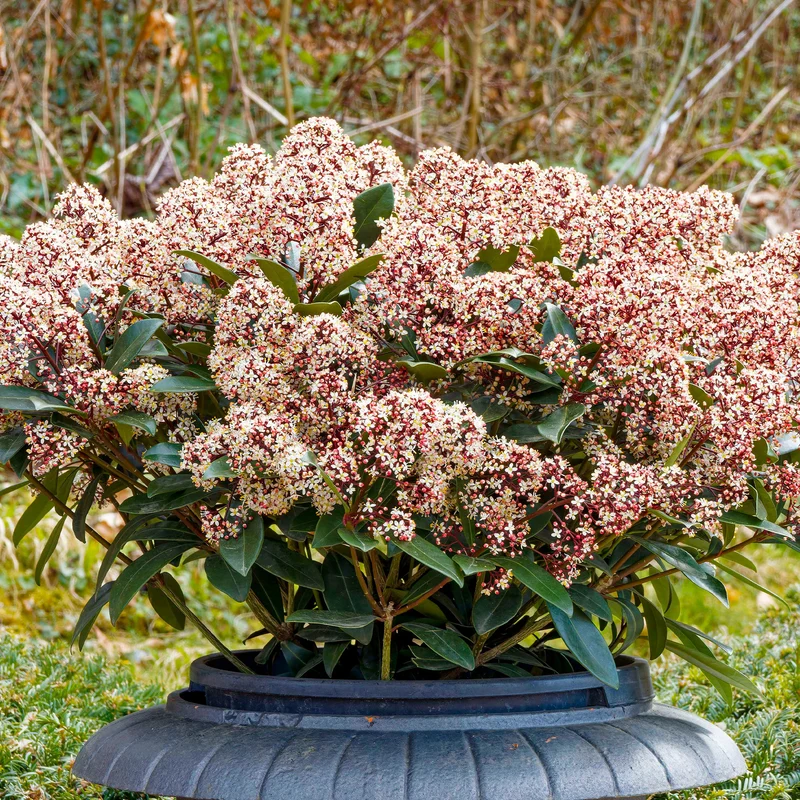 Japanische Skimmia Rubella