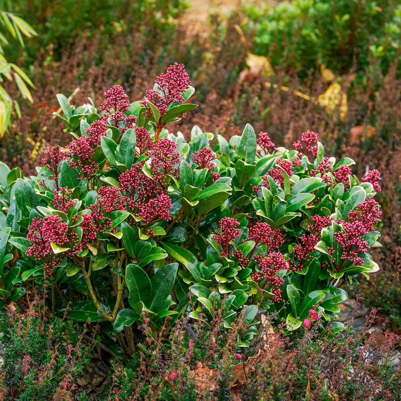 Japanische Skimmia Rubella