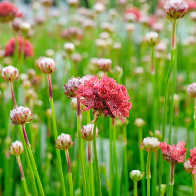 Grasnelke ‘Ballerina Red’