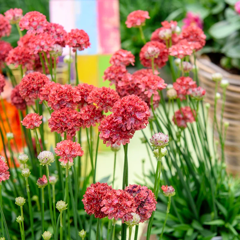 Grasnelke ‘Ballerina Red’