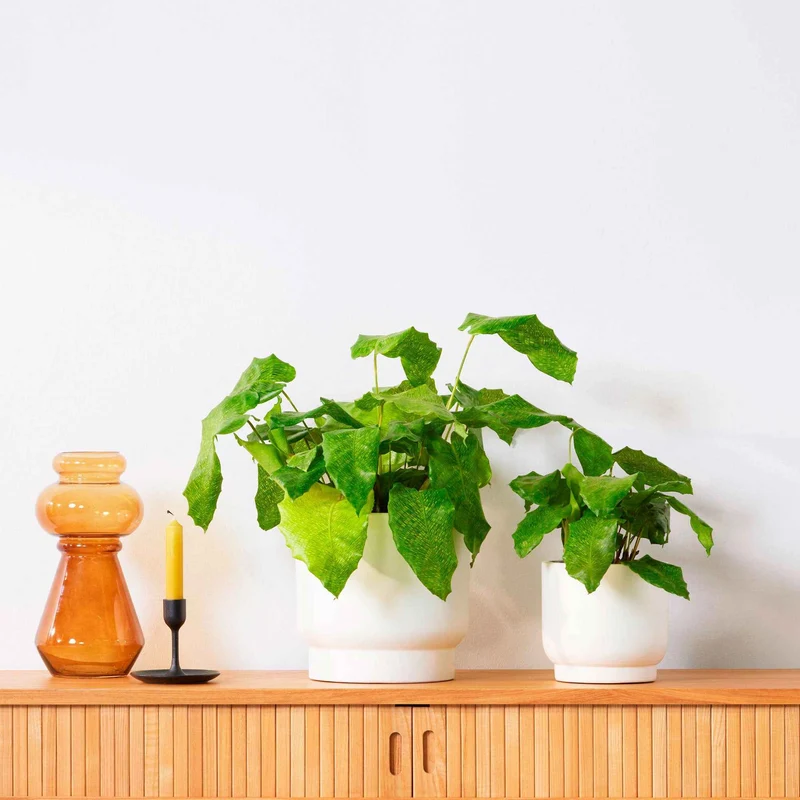 Korbmarante 'Network'