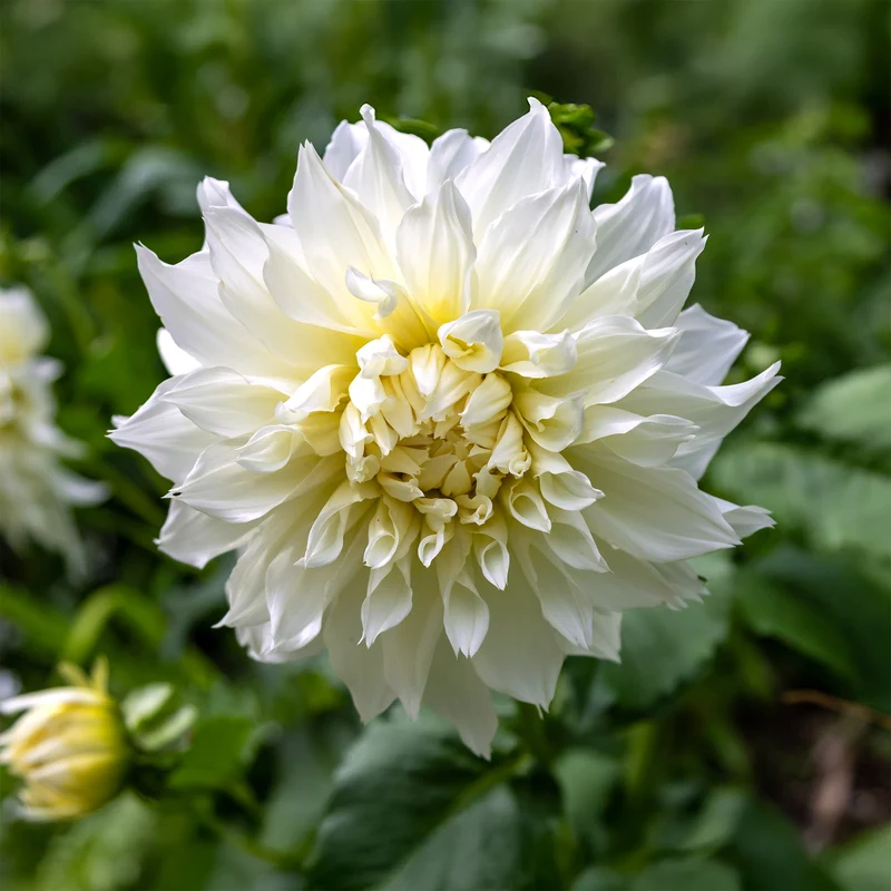 Dahlie 'Fleurel' (x3)