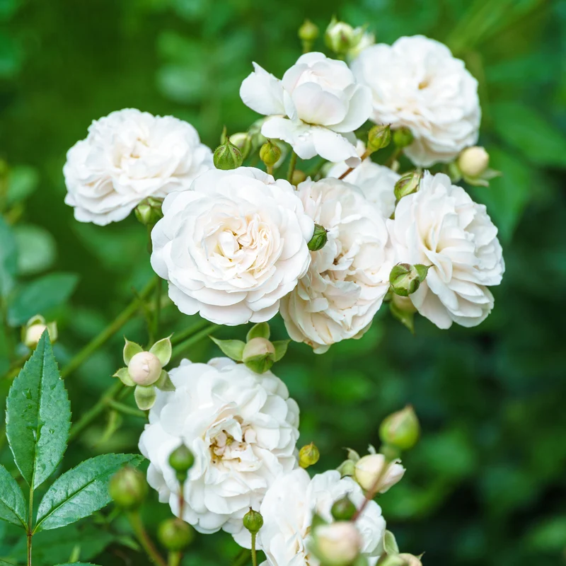 Bodendeckerrose 'Sea Foam'