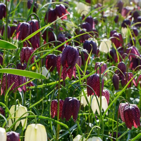 Schachblumen Mischung (x30)