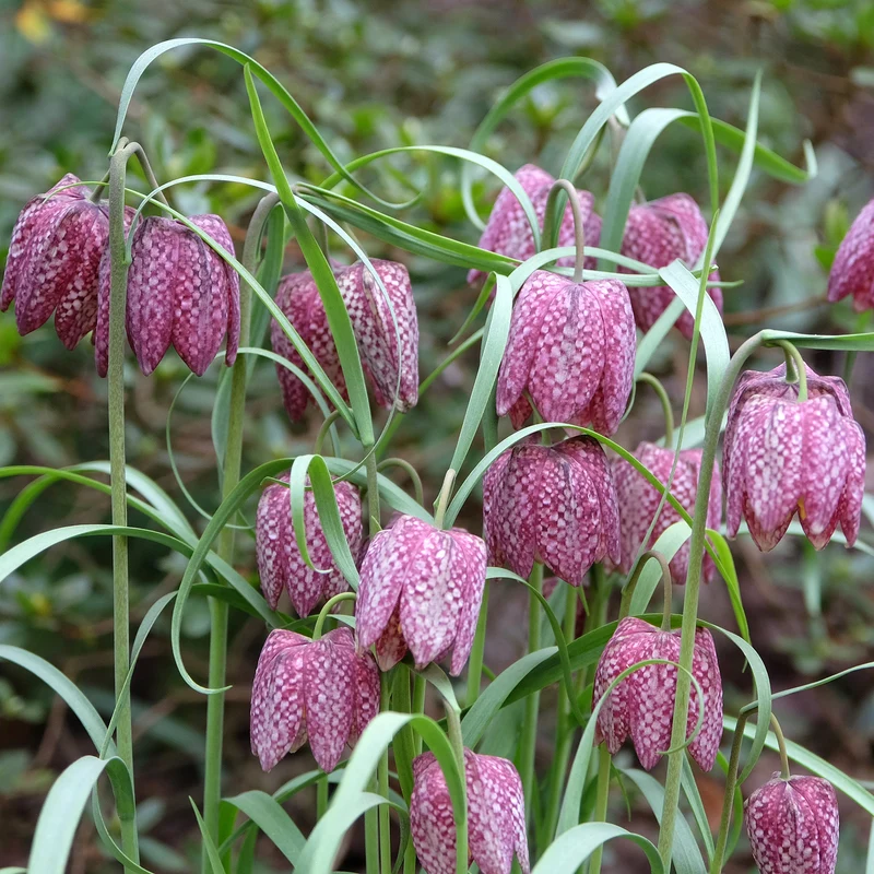 Schachblumen Mischung (x30)