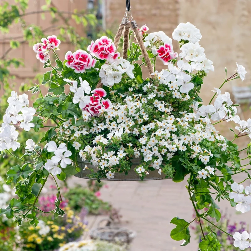 Balkonblumen "Geranienzauber"