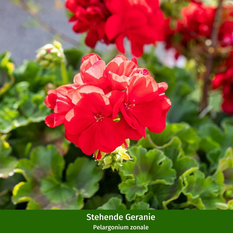 Balkonblumen "Aromatische Vielfalt"