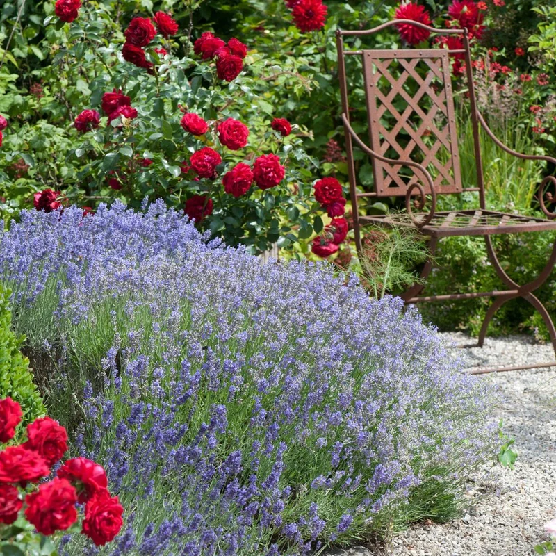 Rosenbeet "Himmlischer Rosenduft"