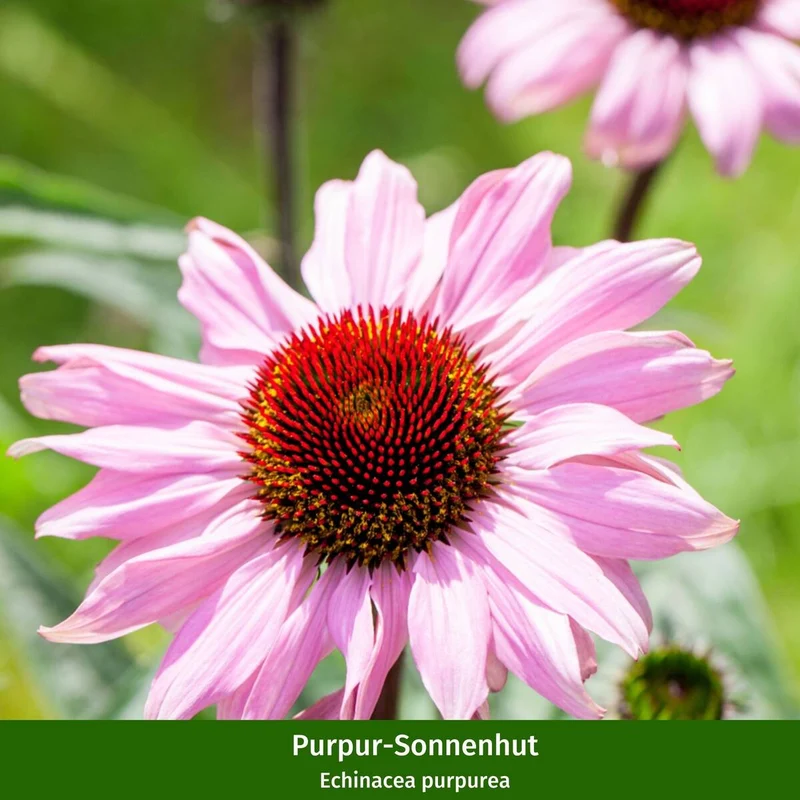 Rosenbeet "Sommerlicht"