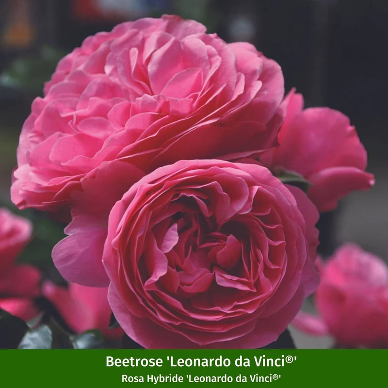 Rosenbeet "Traumhafte Blütenfülle"