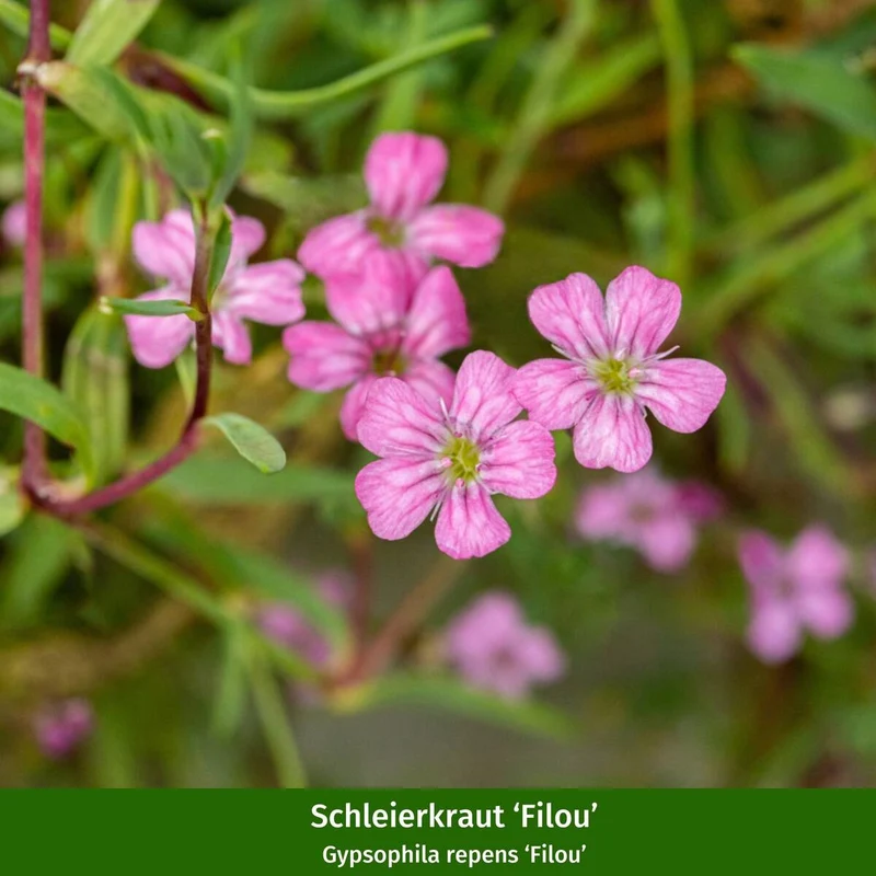 Rosenbeet "Rosige Liebhaberei"