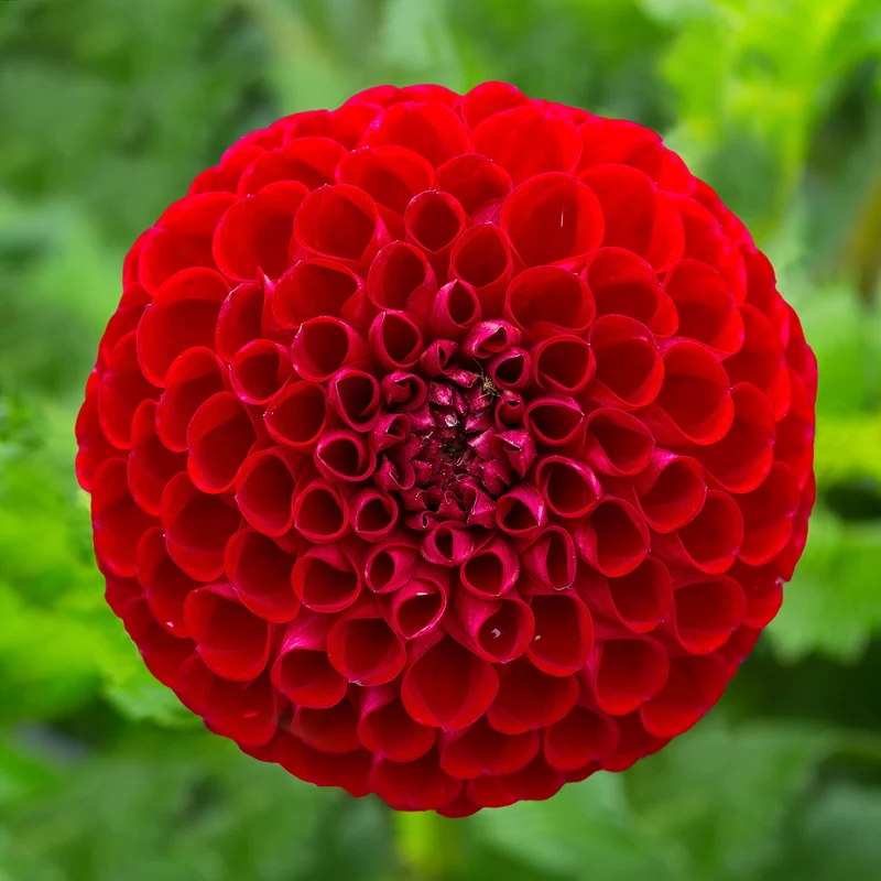 Pompon-Dahlie Cornel
