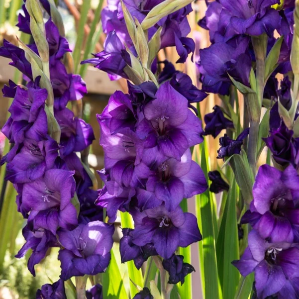 Gladiole ‘Purple Flora’