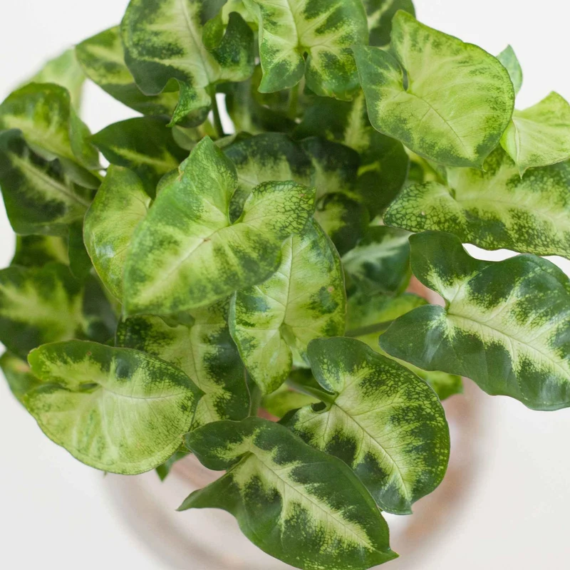 Syngonium im Kugelglas - Hydroponik