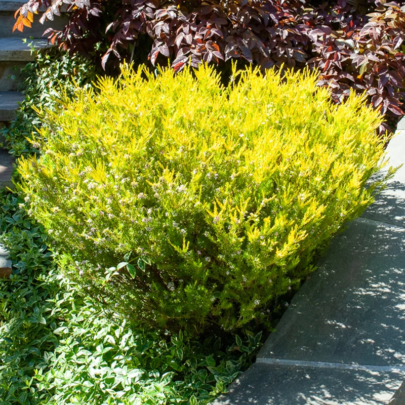 Diosma ‘Sunset Gold’