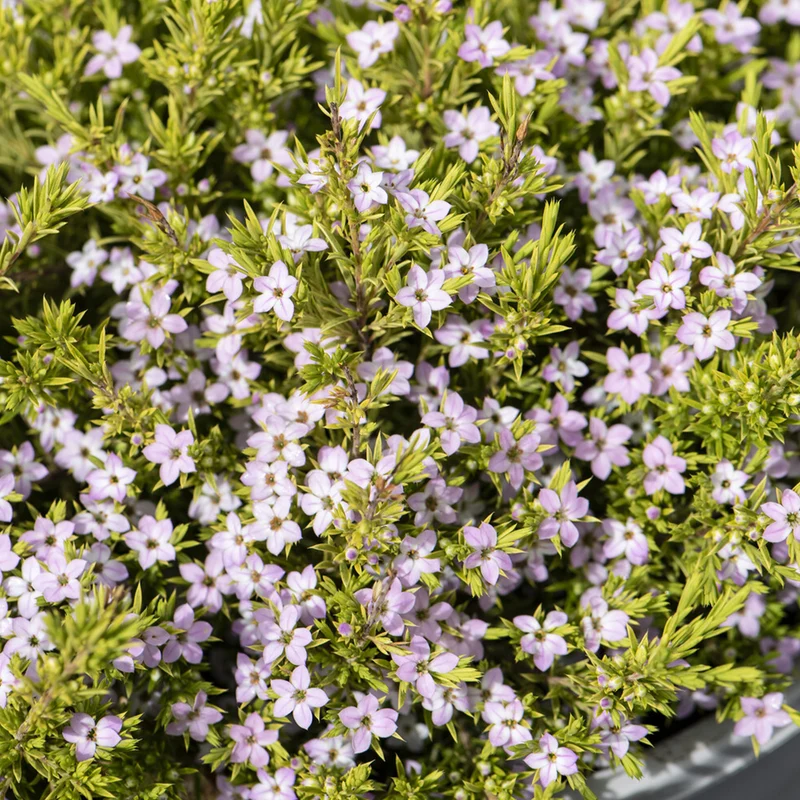 Diosma ‘Sunset Gold’