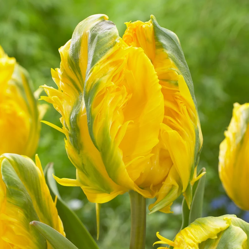 Papagei-Tulpe 'Jan van Nes' (x5)