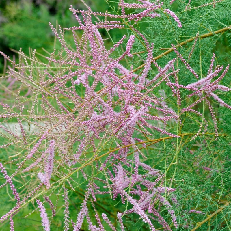 Sommer-Tamariske 'Pink Cascade'