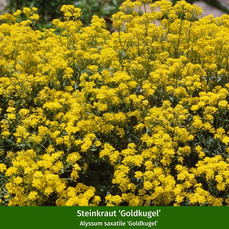 Bodendecker-Set “Blütenzauber im Steingarten“