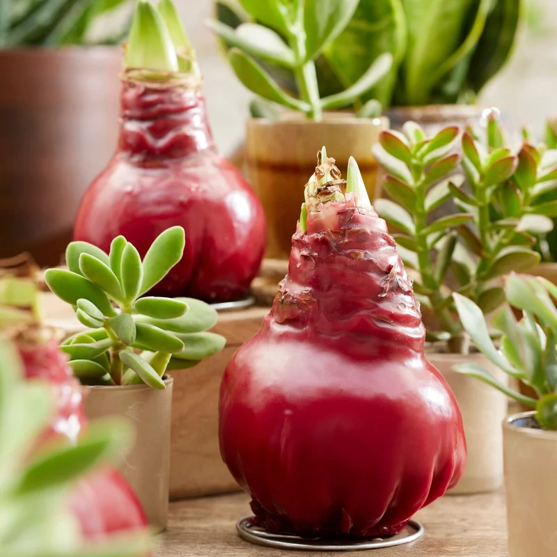 Rote Amaryllis mit Wachs