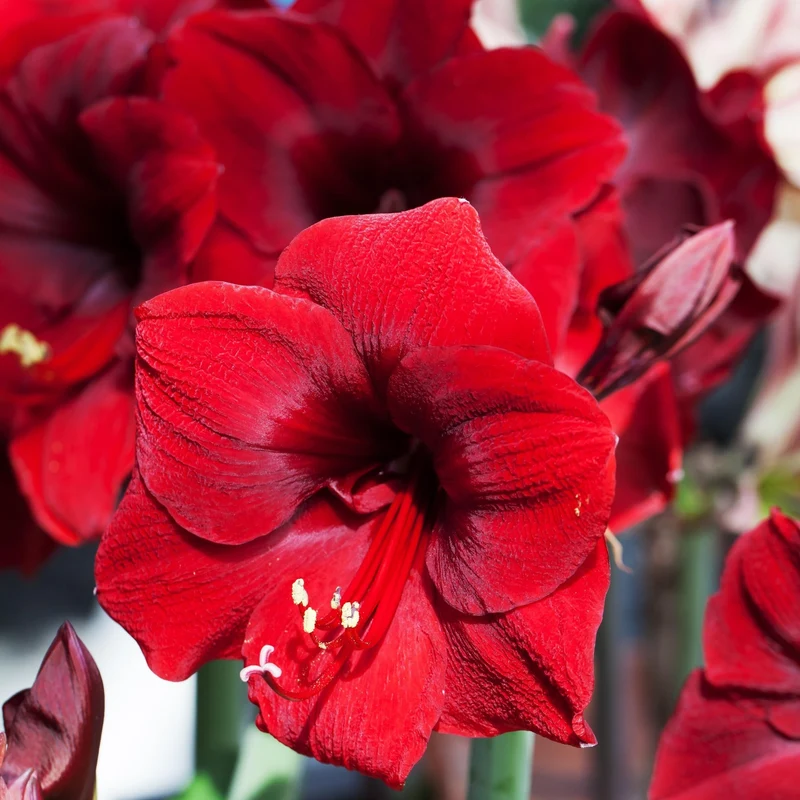 Schwarz-Weißer Amaryllis-Mix