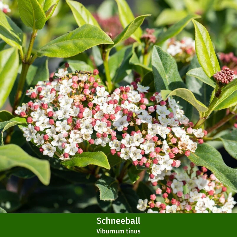 Balkonblumen "Winterzauber in Blüten und Beeren"
