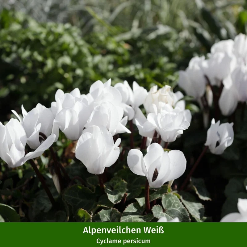 Balkonblumen "Winterliche Eleganz in Weiß"