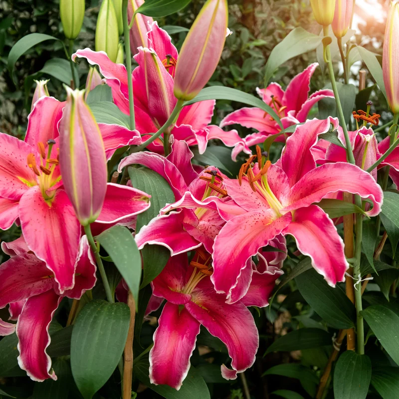 Lilie Gomera