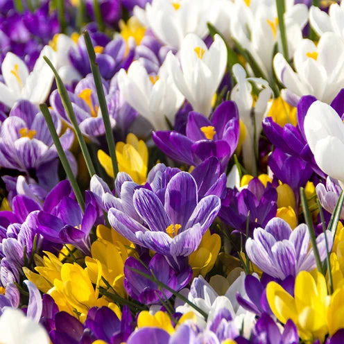 Blumenzwiebel-Mischung 'Running Wild' (x100)