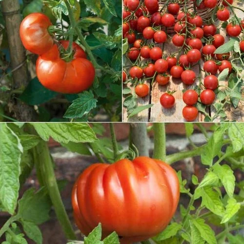 Tomatenpflanzen Mischung (x9)