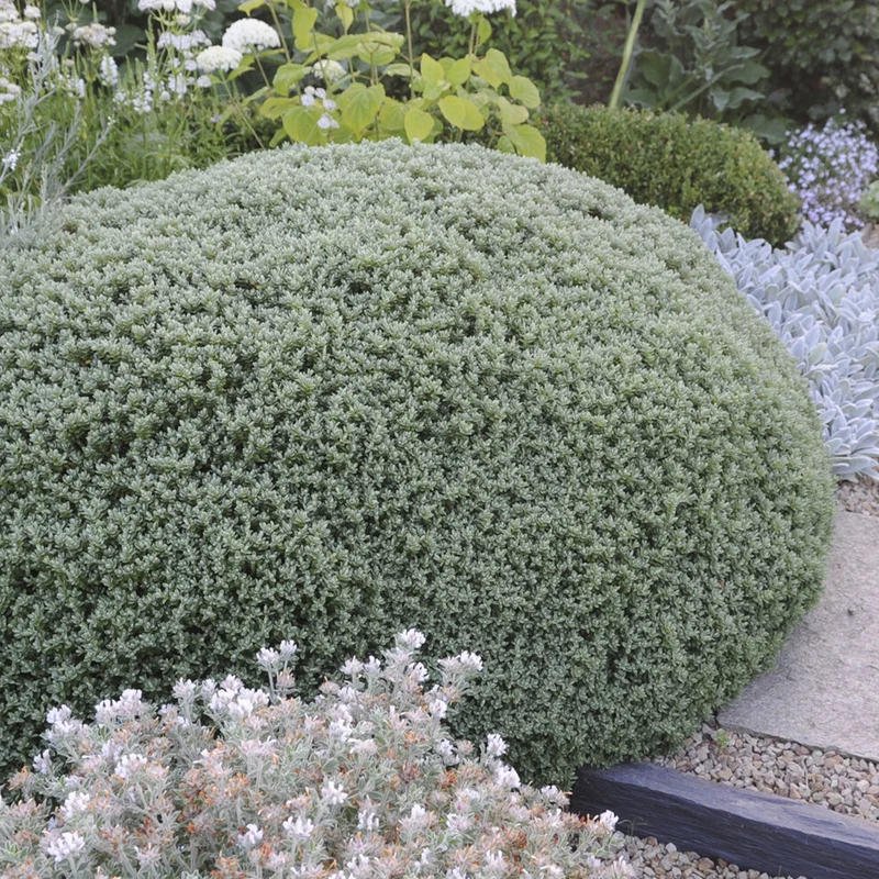 Strauch-Ehrenpreis Sutherlandii